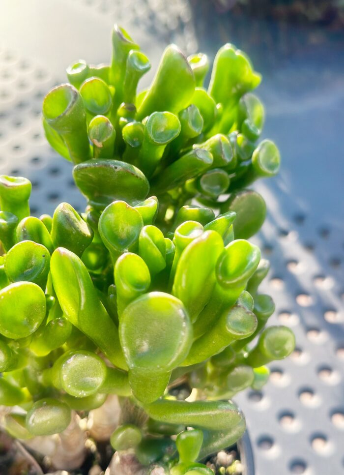 Cutting – Crassula Ovata 'Gollum' - Image 2