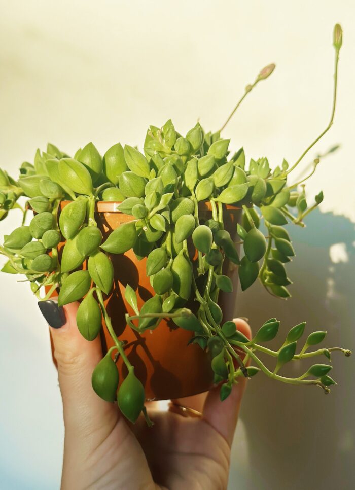 Senecio 'Angels Tears' – 10cm Potted Plant - Image 3