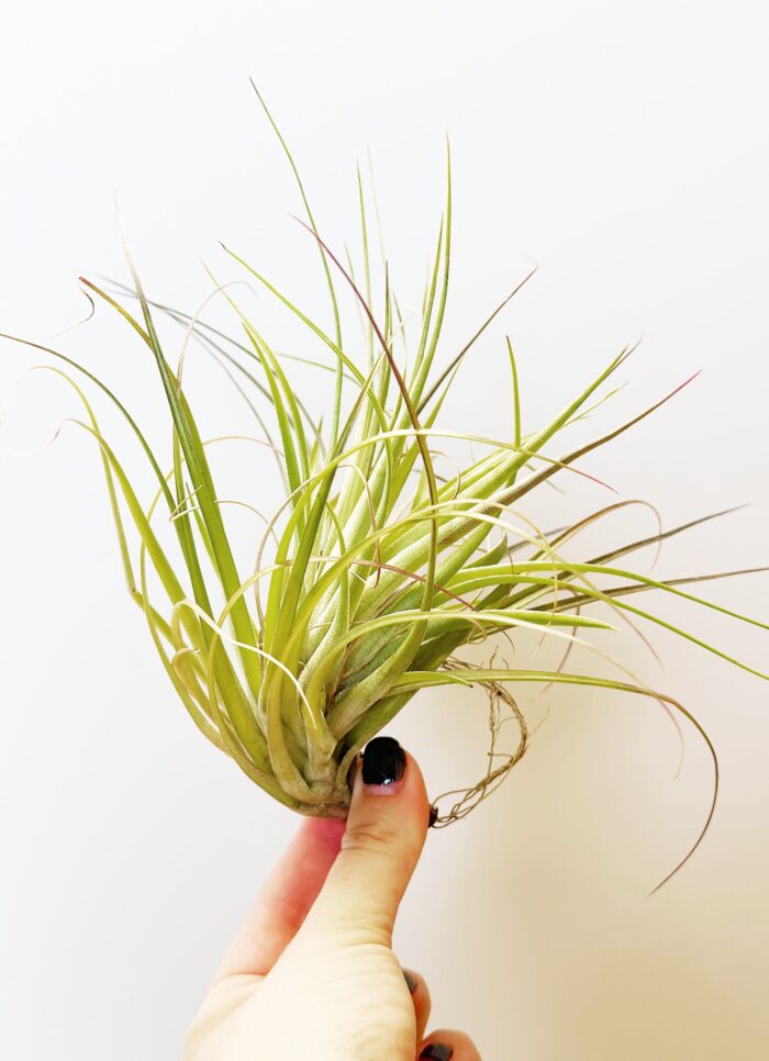 Tillandsia 'Cotton Candy' Green Form – Air Plant