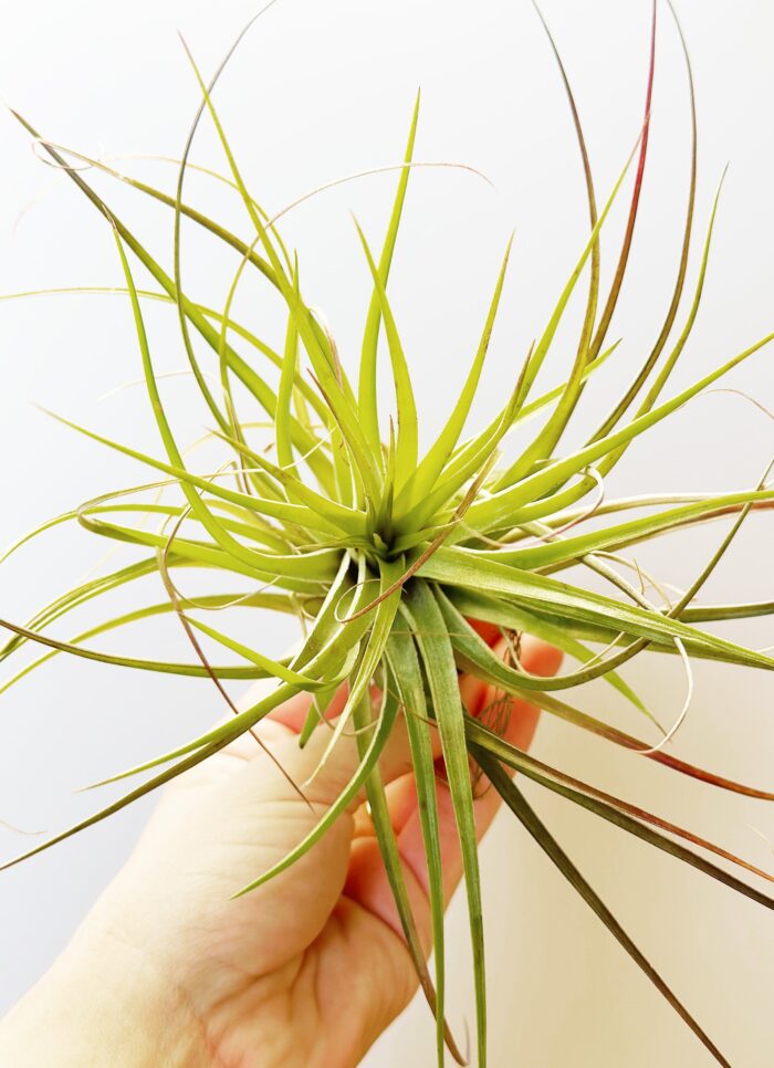 Tillandsia 'Cotton Candy' Green Form – Air Plant - Image 2