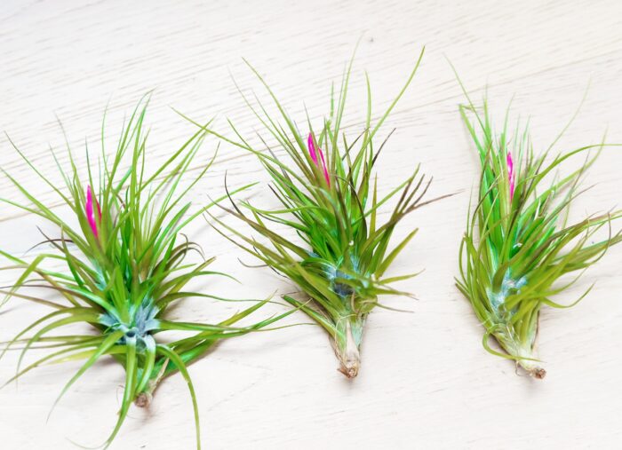 Tillandsia Tenuifolia – Air Plant - Image 2