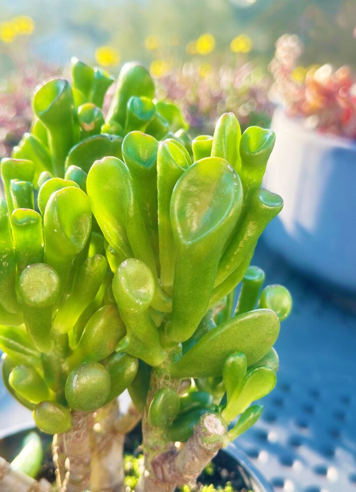 Cutting – Crassula Ovata 'Gollum'