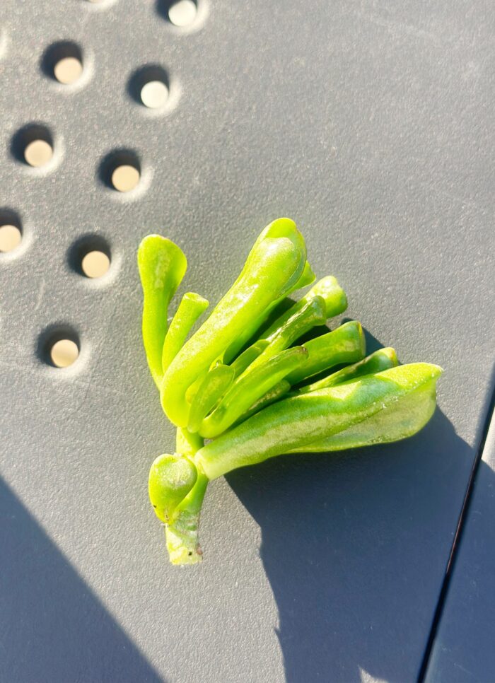 Cutting – Crassula Ovata 'Gollum' - Image 3