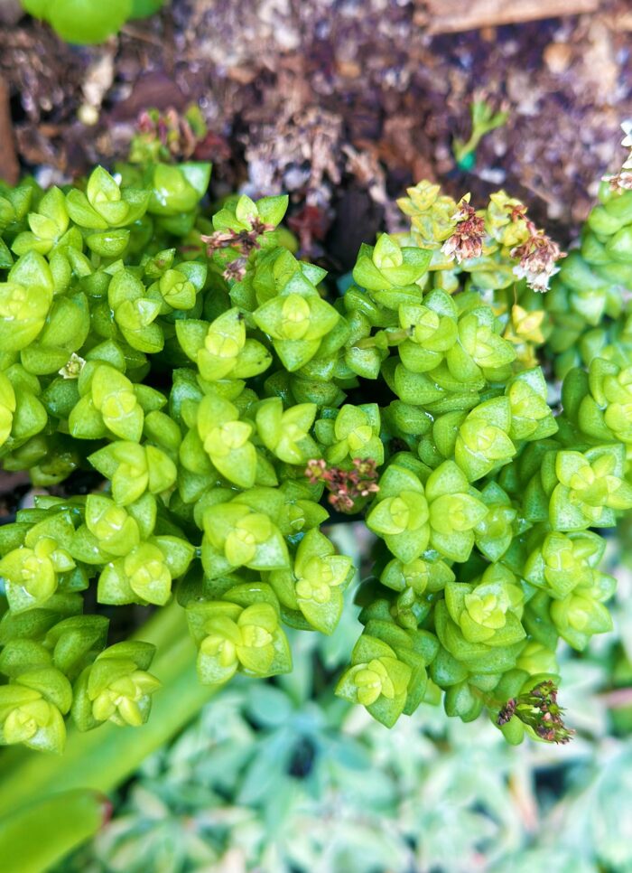 Cutting – Crassula 'Tom Thumb' - Image 3