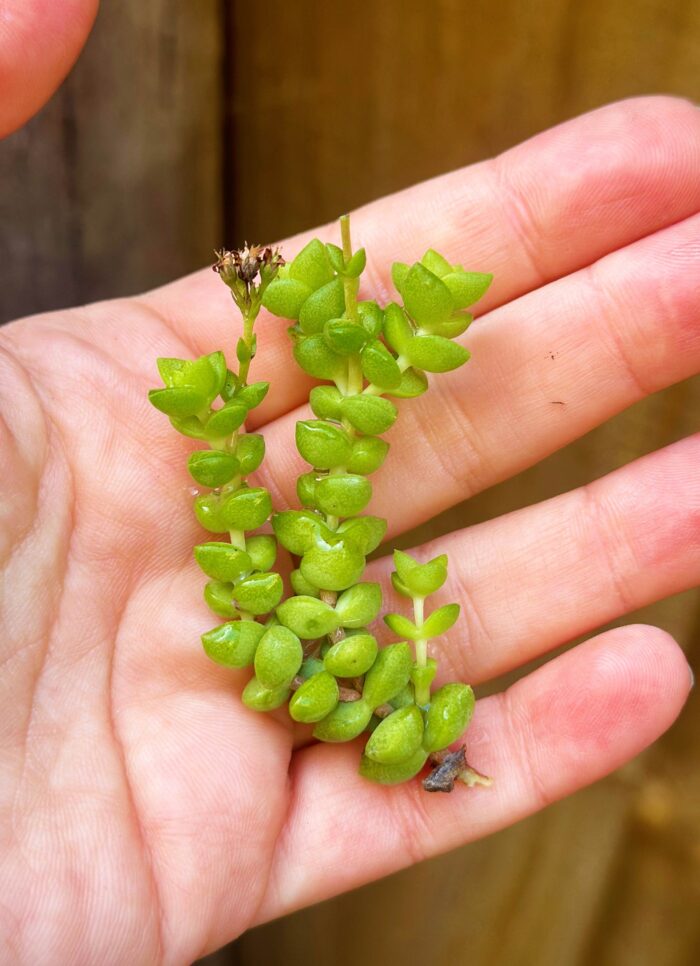 Cutting – Crassula 'Tom Thumb' - Image 4