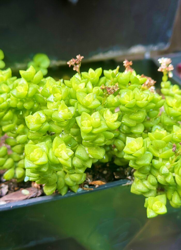 Cutting – Crassula 'Tom Thumb' - Image 2