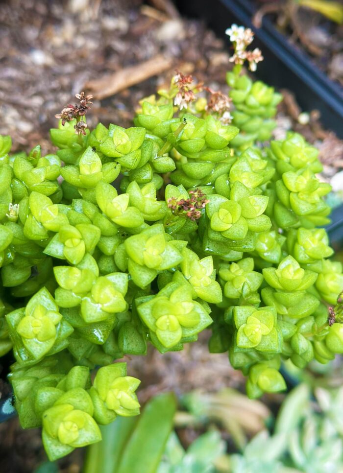 Cutting – Crassula 'Tom Thumb'