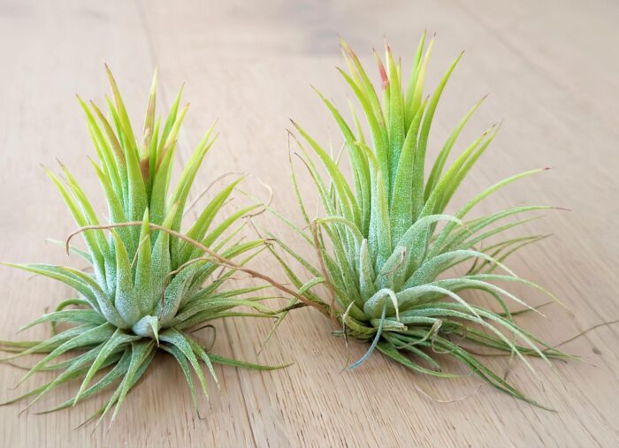 Tillandsia Ionantha 'Rubra' – Air Plant