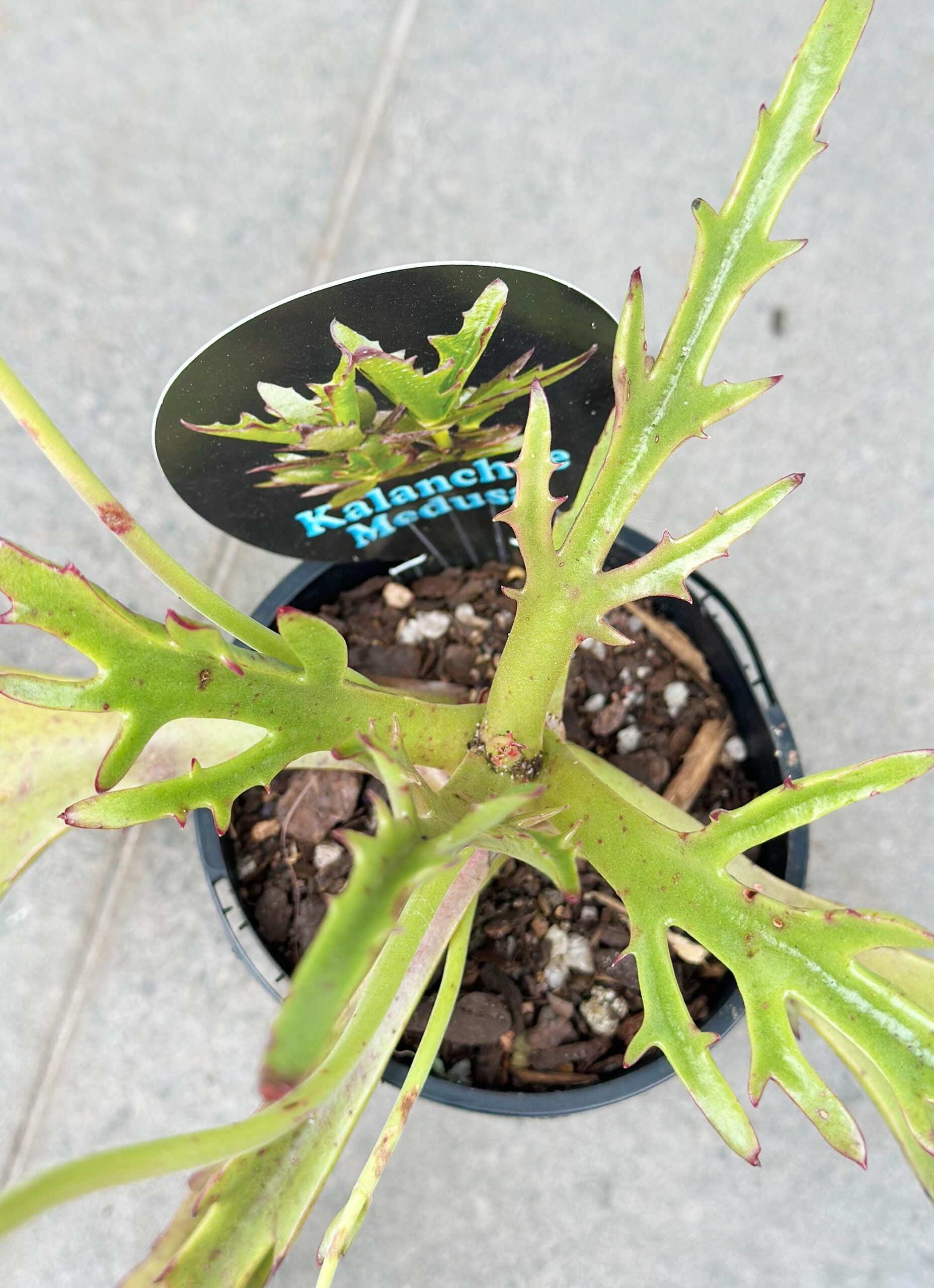 Kalanchoe Medusa – 10cm Potted Plant - Image 3