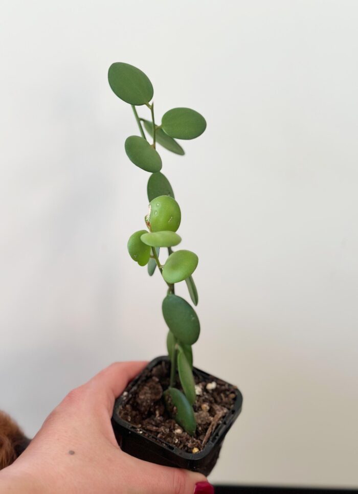 Silver Dollar Vine, Xerosicyos Danguyi – 7cm Potted Plant - Image 3