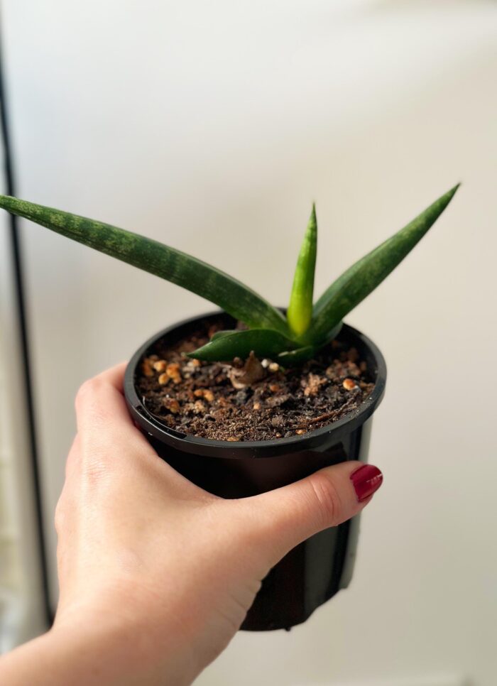 Sansevieria Cylindrica Boncel – 10cm Potted Plant - Image 3
