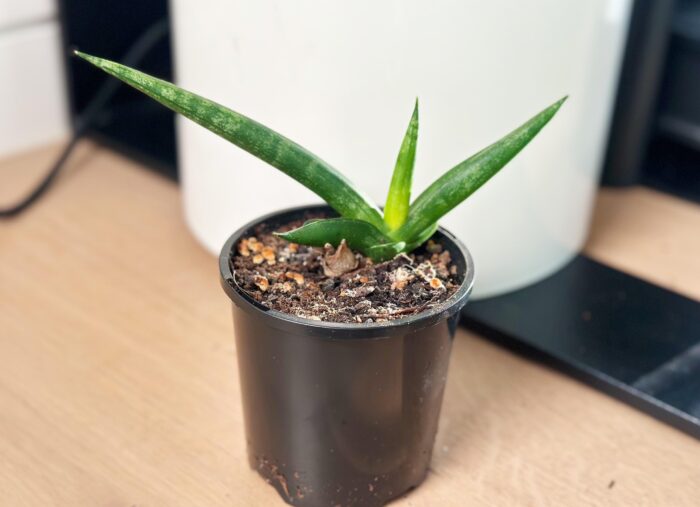 Sansevieria Cylindrica Boncel – 10cm Potted Plant - Image 2