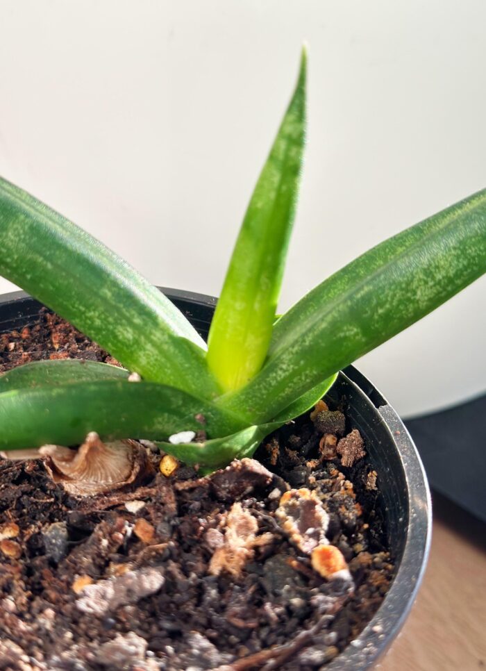 Sansevieria Cylindrica Boncel – 10cm Potted Plant