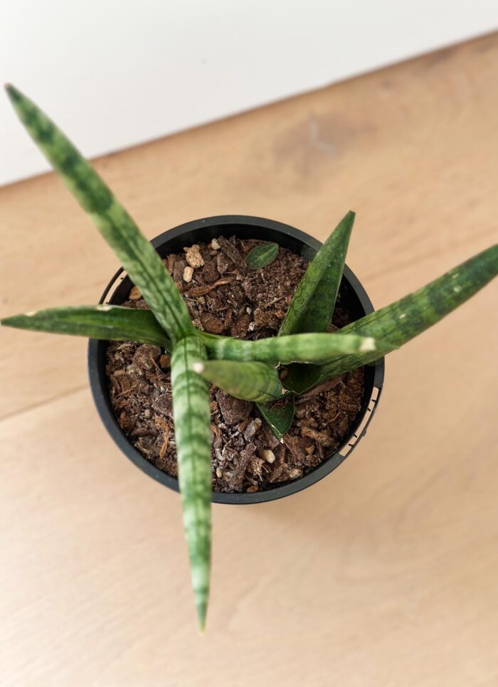 Sansevieria Cylindrica Boncel – 10cm Potted Plant - Image 2