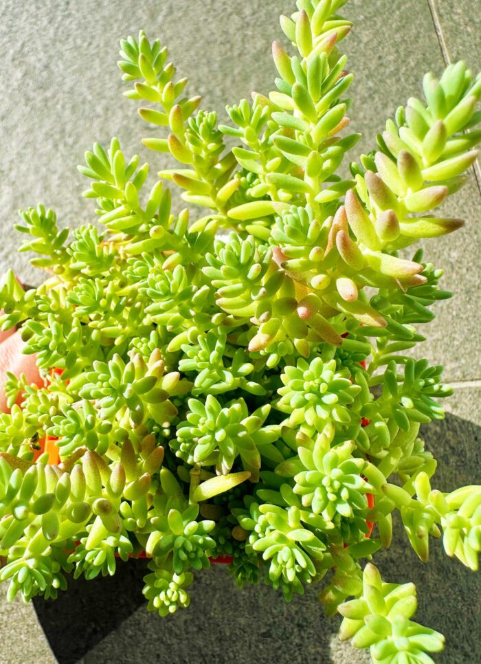 Cutting – Sedum Potosinum