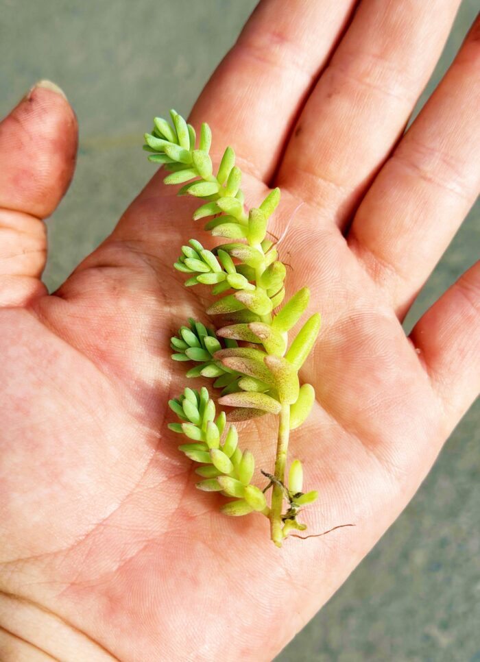 Cutting – Sedum Potosinum - Image 2