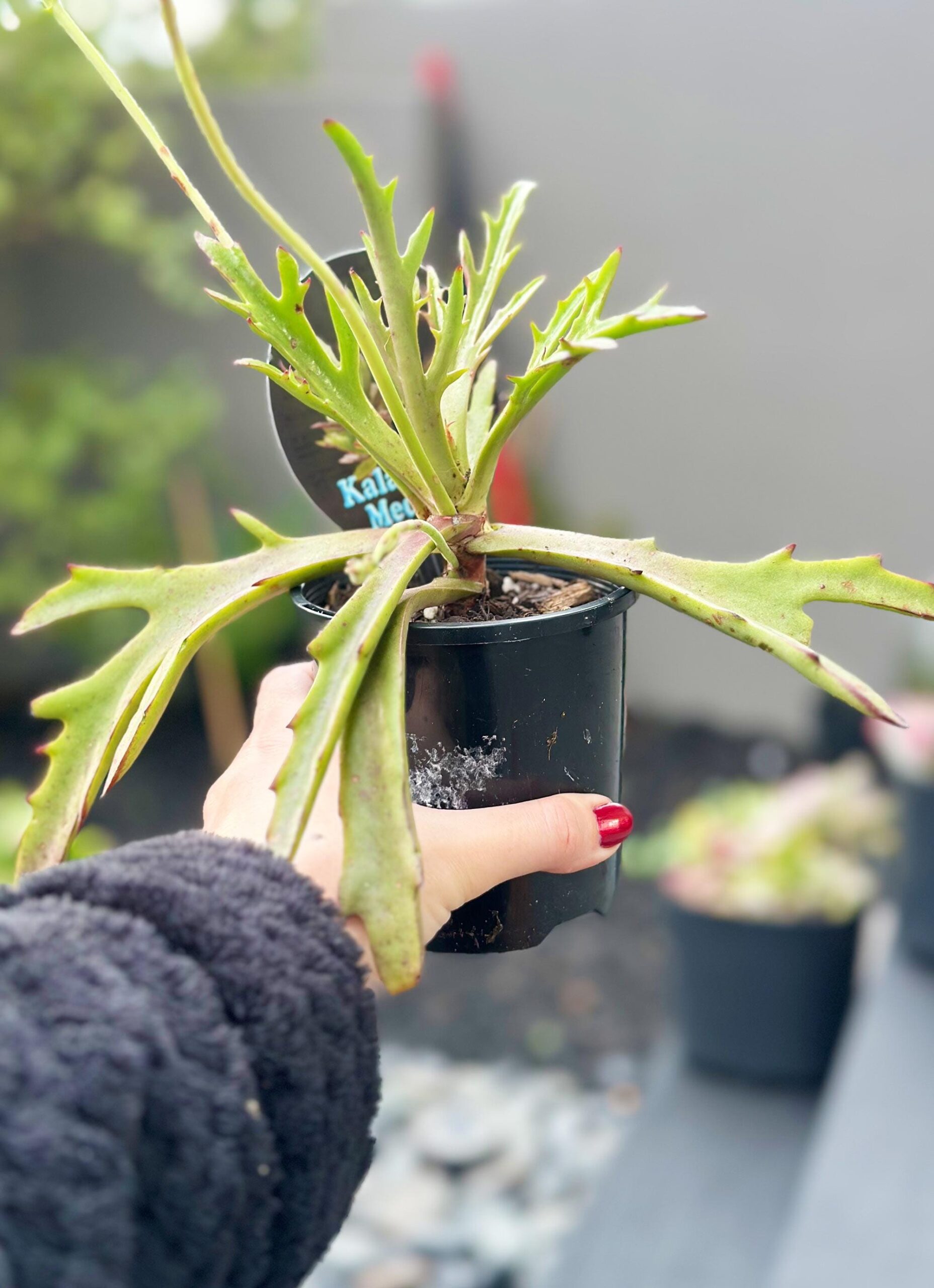 Kalanchoe Medusa – 10cm Potted Plant - Image 2