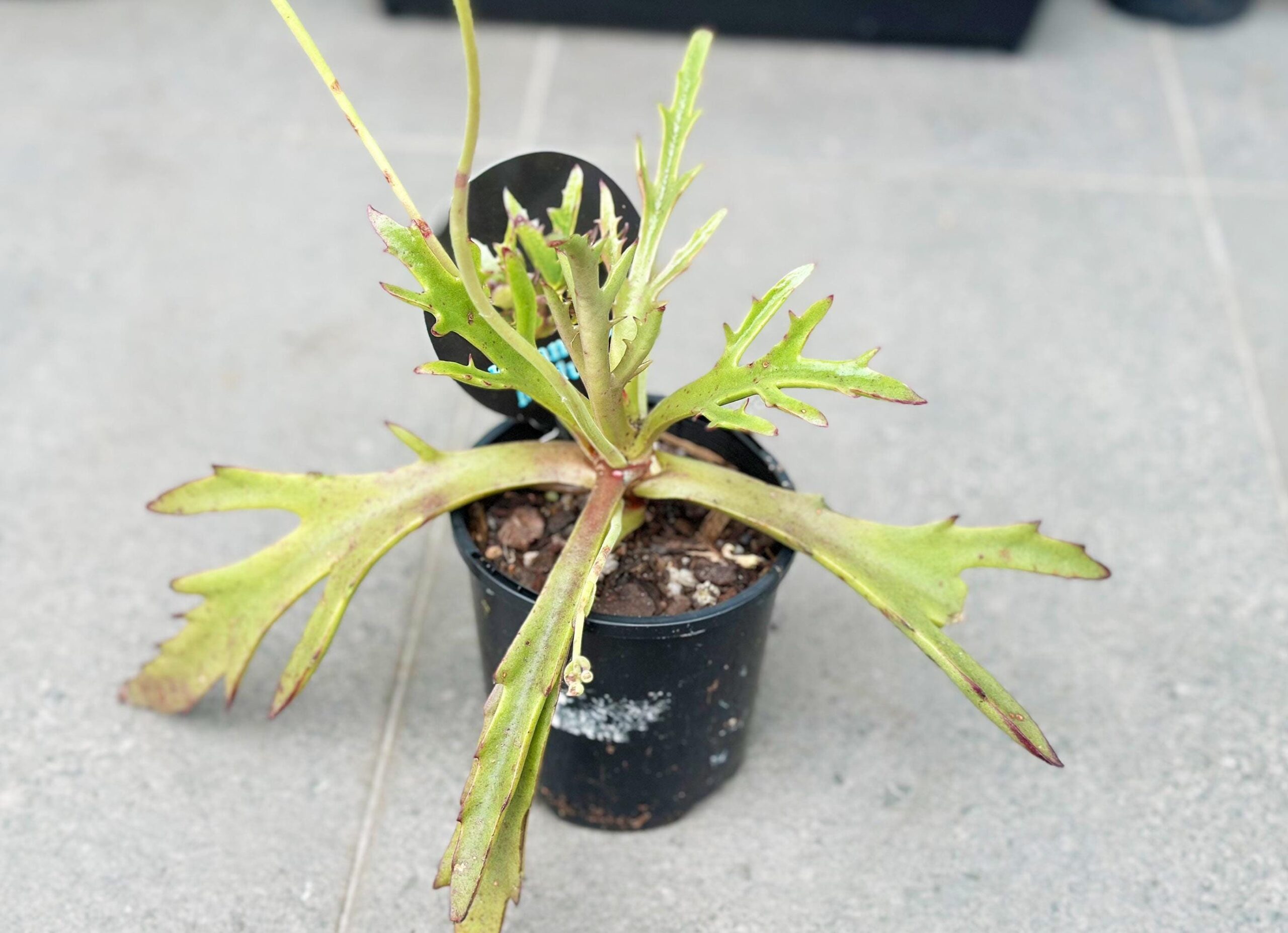 Kalanchoe Medusa – 10cm Potted Plant