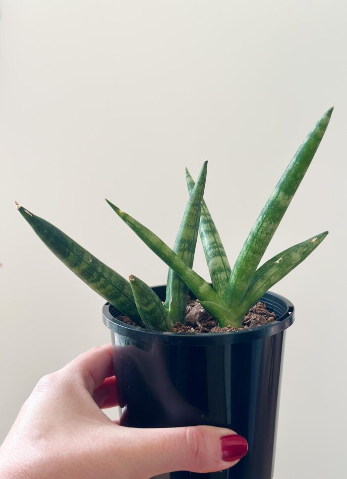 Sansevieria Cylindrica Boncel – 10cm Potted Plant - Image 3