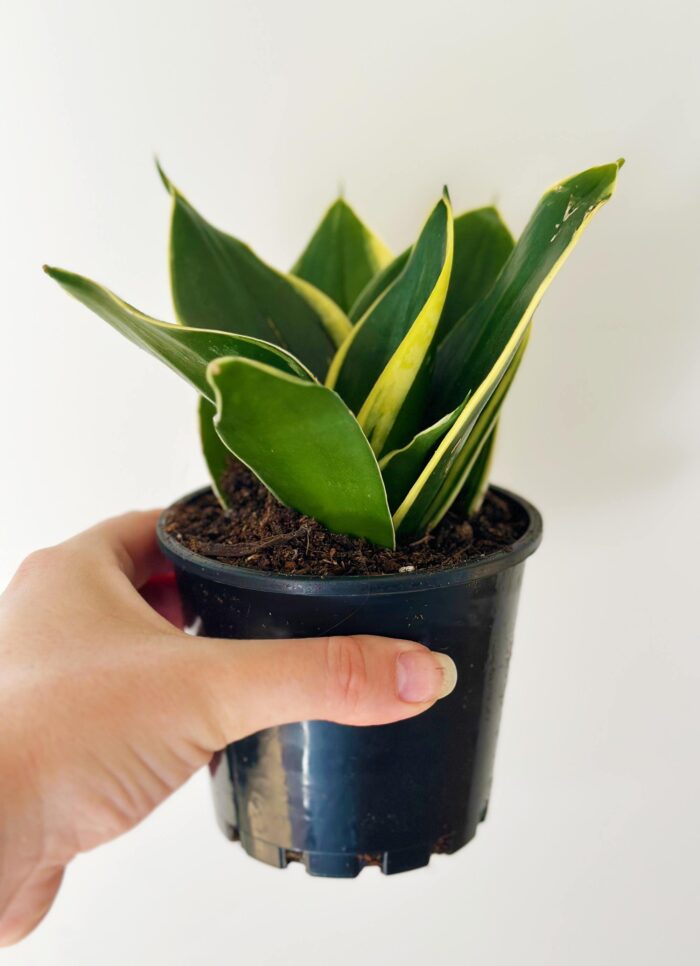 Sansevieria 'Lotus Hahnii' – 10cm Potted Plant - Image 5