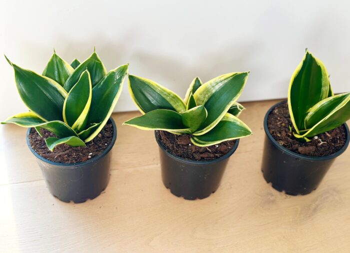 Sansevieria 'Lotus Hahnii' – 10cm Potted Plant