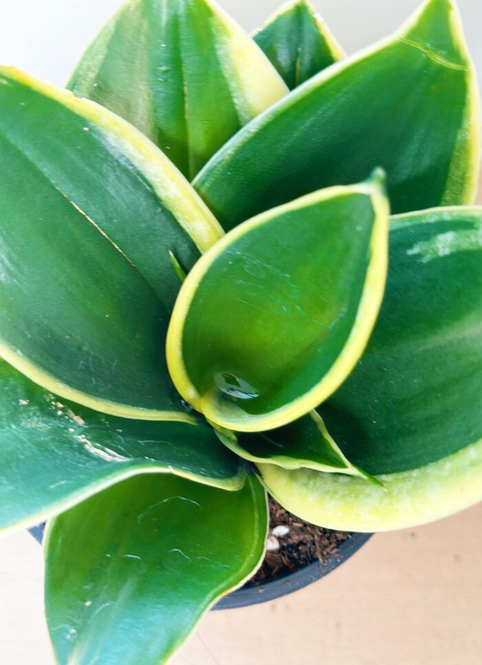 Sansevieria 'Lotus Hahnii' – 10cm Potted Plant - Image 6