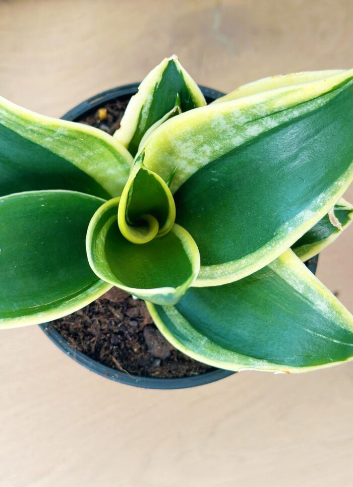 Sansevieria 'Lotus Hahnii' – 10cm Potted Plant - Image 2