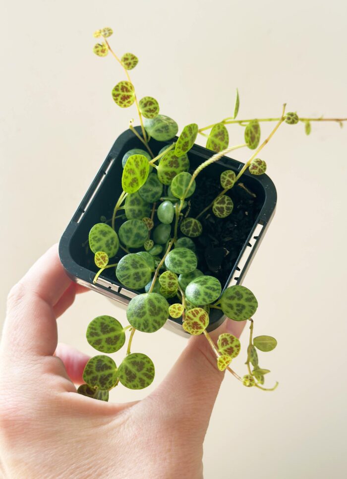String of Turtles, Jade Necklace, Peperomia Prostrata – Small Potted Plant - Image 3