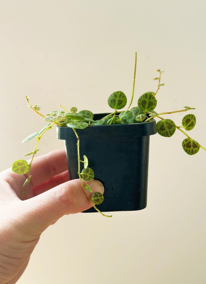 String of Turtles, Jade Necklace, Peperomia Prostrata – Small Potted Plant - Image 2