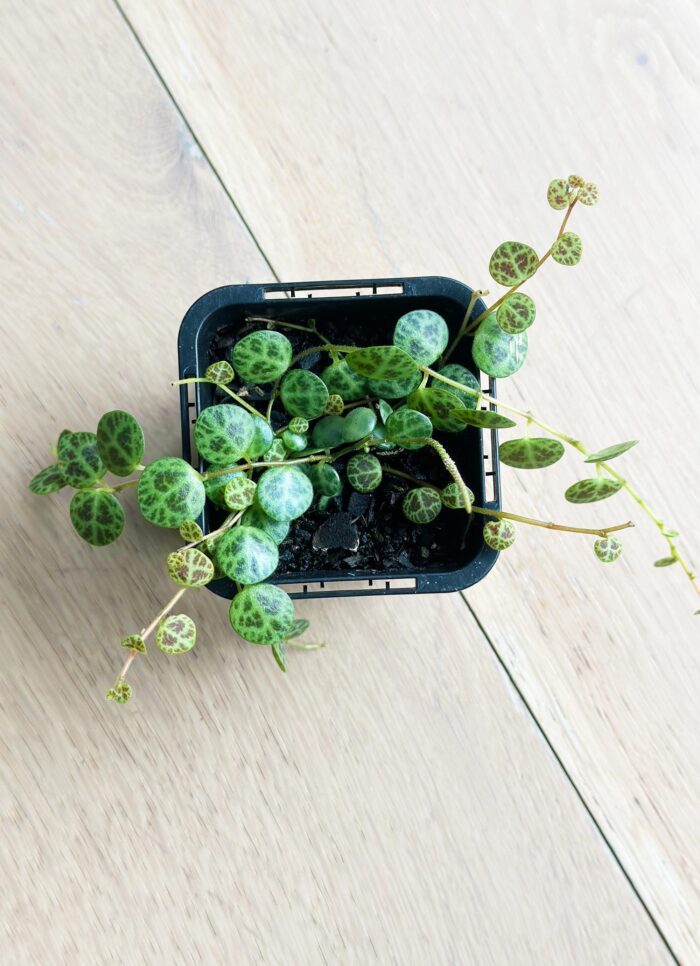 String of Turtles, Jade Necklace, Peperomia Prostrata – Small Potted Plant