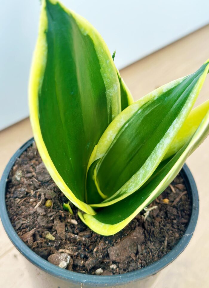 Sansevieria 'Lotus Hahnii' – 10cm Potted Plant - Image 4