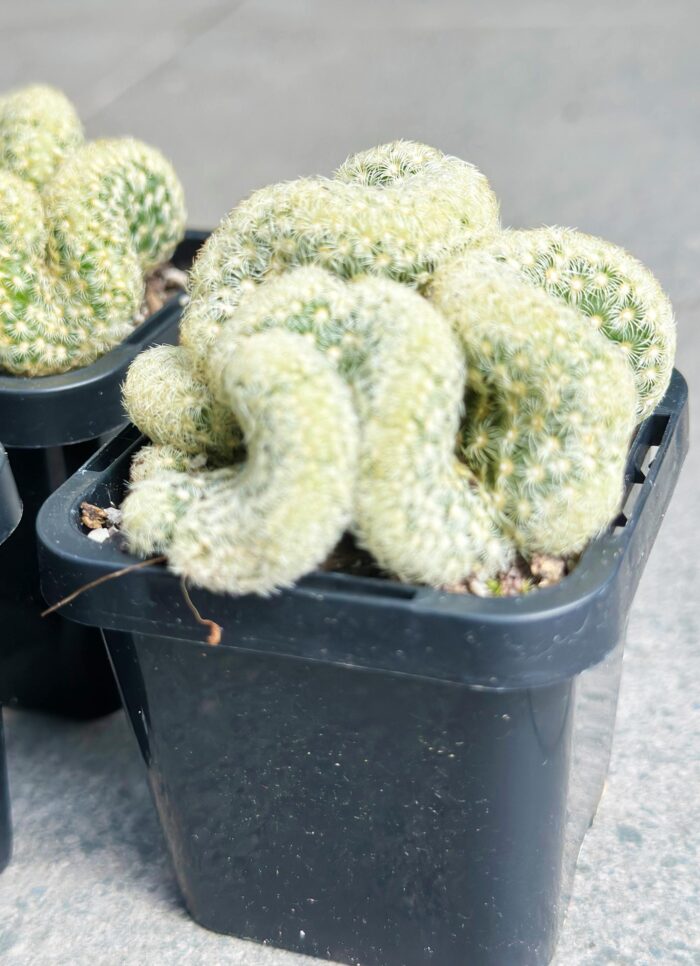 'The Brain Cactus' – Potted Plant - Image 4