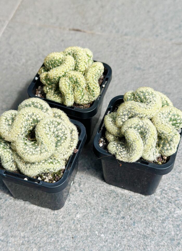 'The Brain Cactus' – Potted Plant