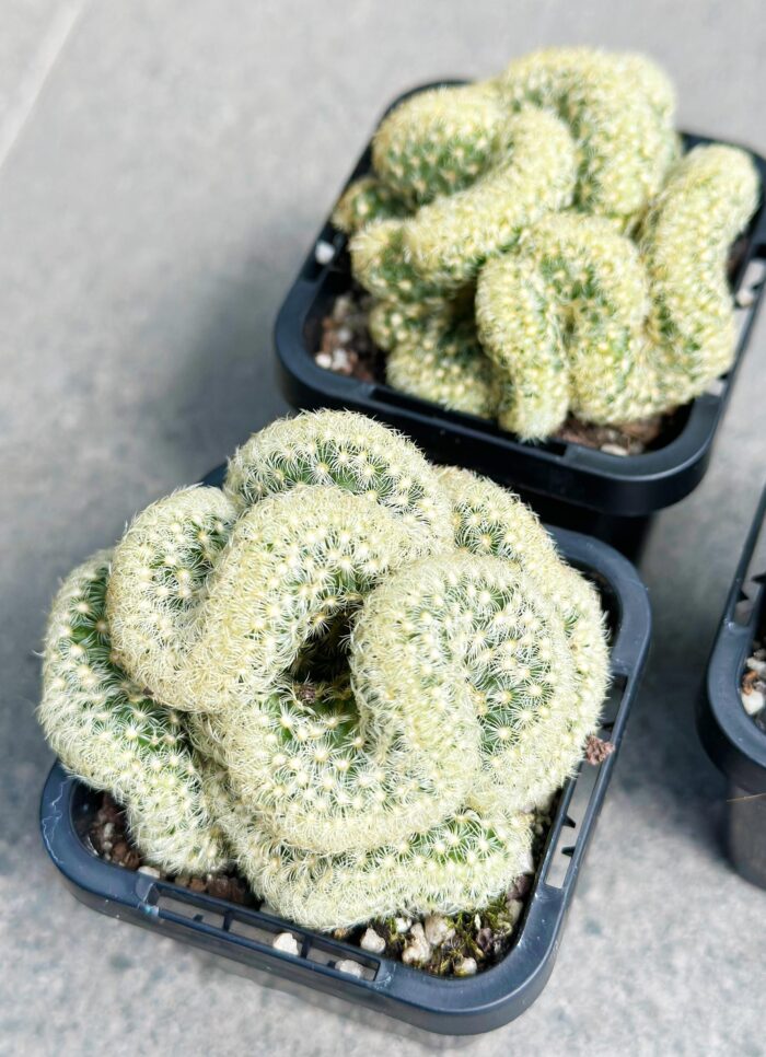 'The Brain Cactus' – Potted Plant - Image 2