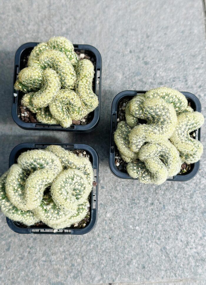 'The Brain Cactus' – Potted Plant - Image 3