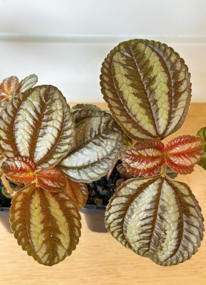 Pilea Spruceana 'Norfolk' – Potted Plant