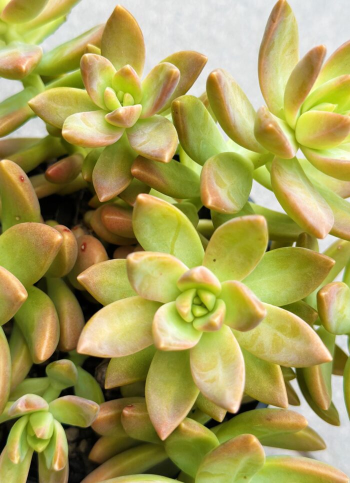 Cutting – Sedeveria 'Pats Pink' - Image 2