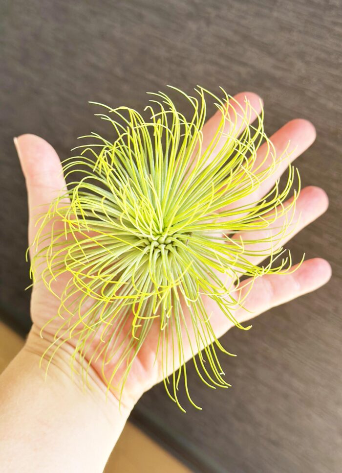 Tillandsia 'Andreana' – Air Plant - Image 3