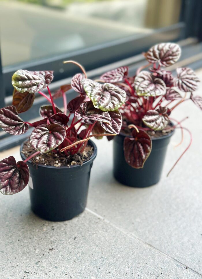 Peperomia Schumi Red – 12cm Potted Plant - Image 4