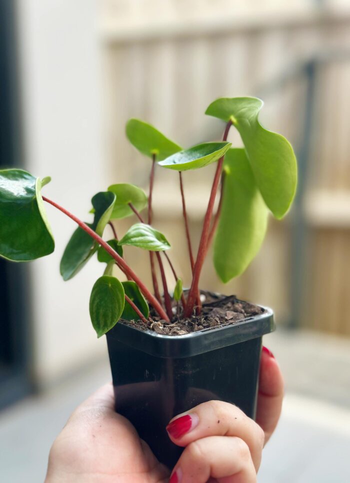 Watermelon Peperomia - 7cm Potted Plant - Image 3