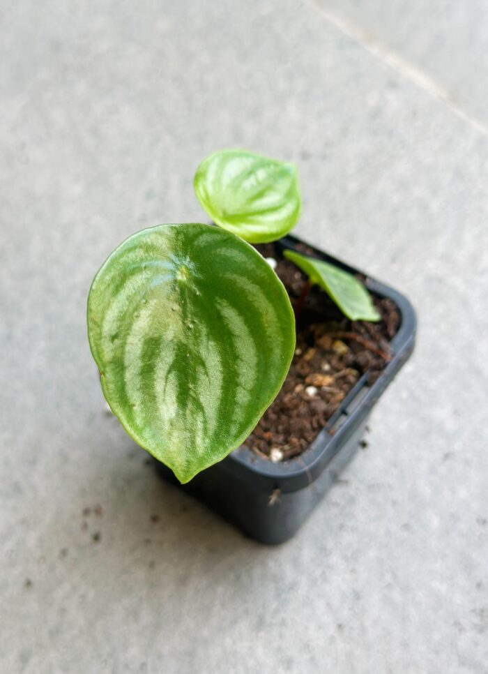 Watermelon Peperomia - 7cm Potted Plant