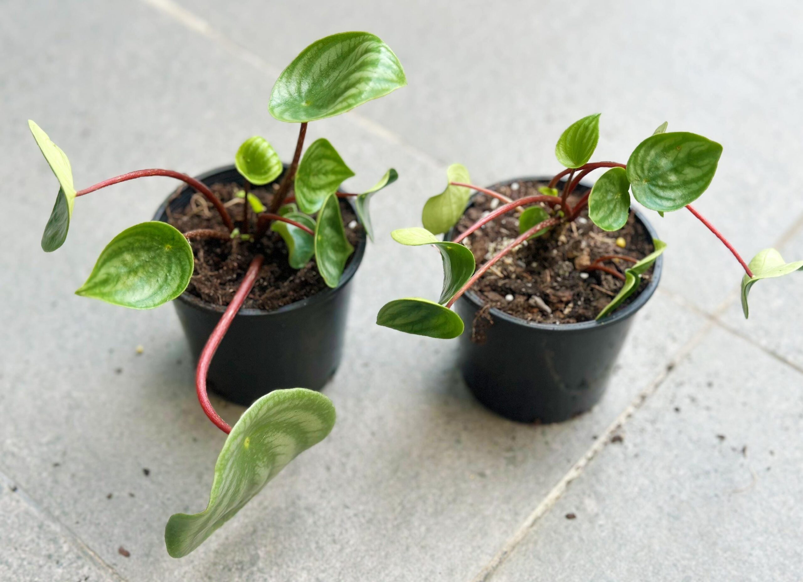 Watermelon Peperomia - 10cm Potted Plant - Image 4