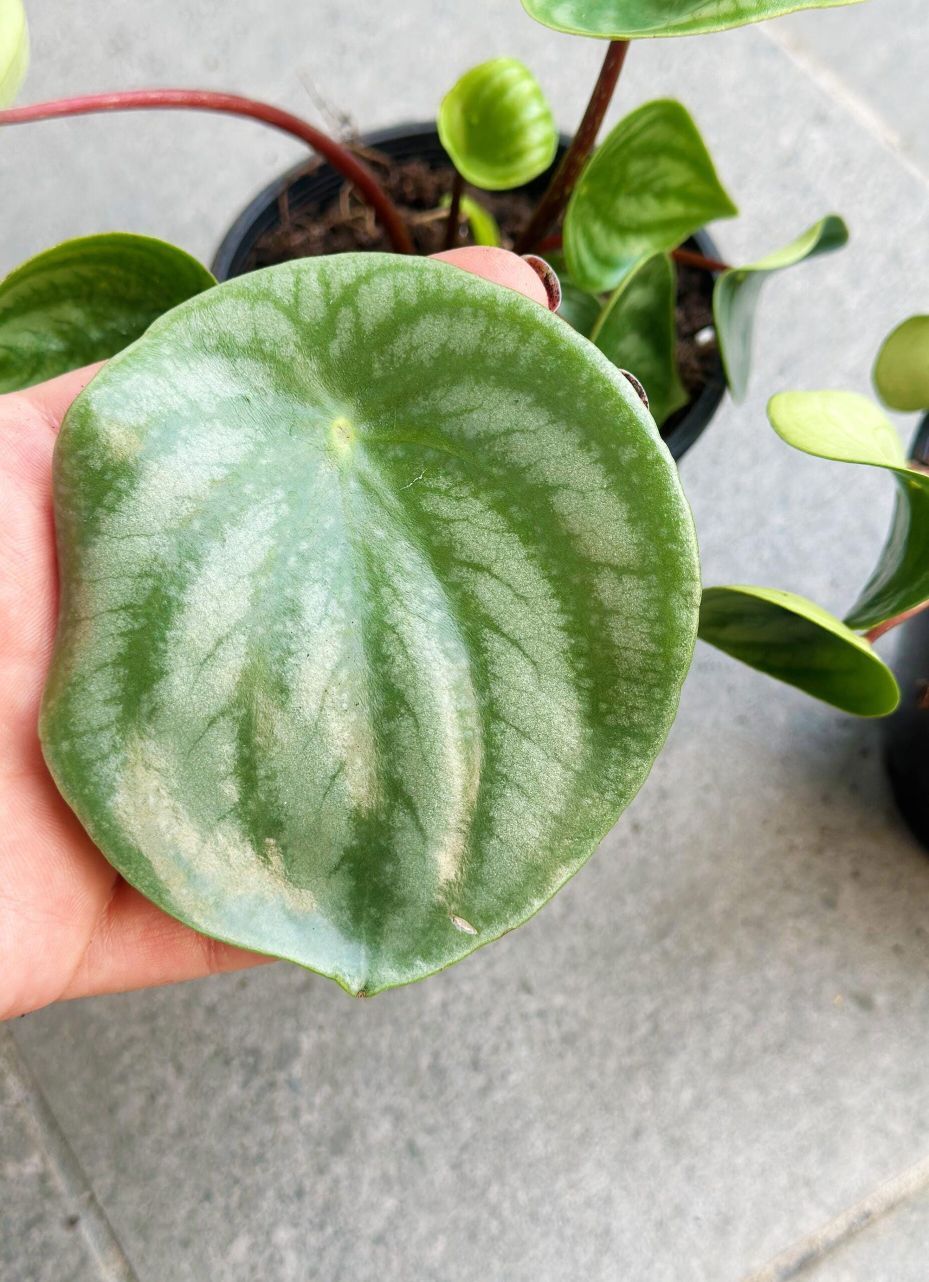 Watermelon Peperomia - 10cm Potted Plant - Image 2