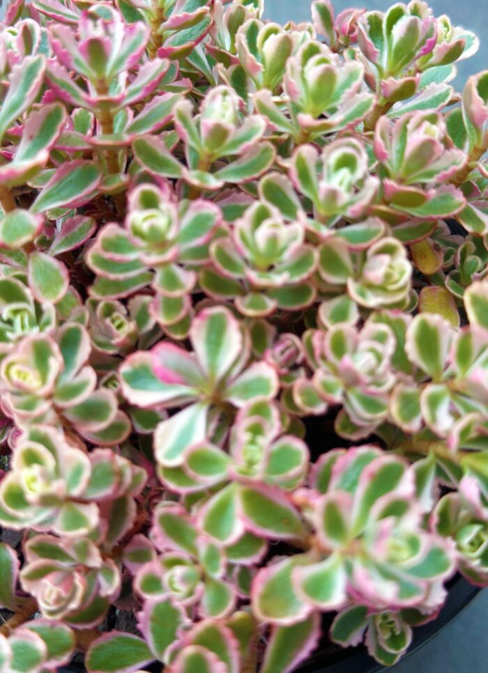 Cutting – Sedum Spurium Variegata - Image 2