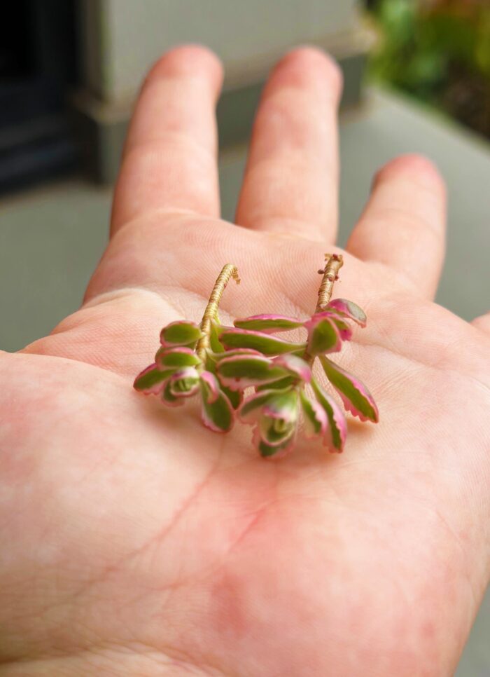 Cutting – Sedum Spurium Variegata - Image 3