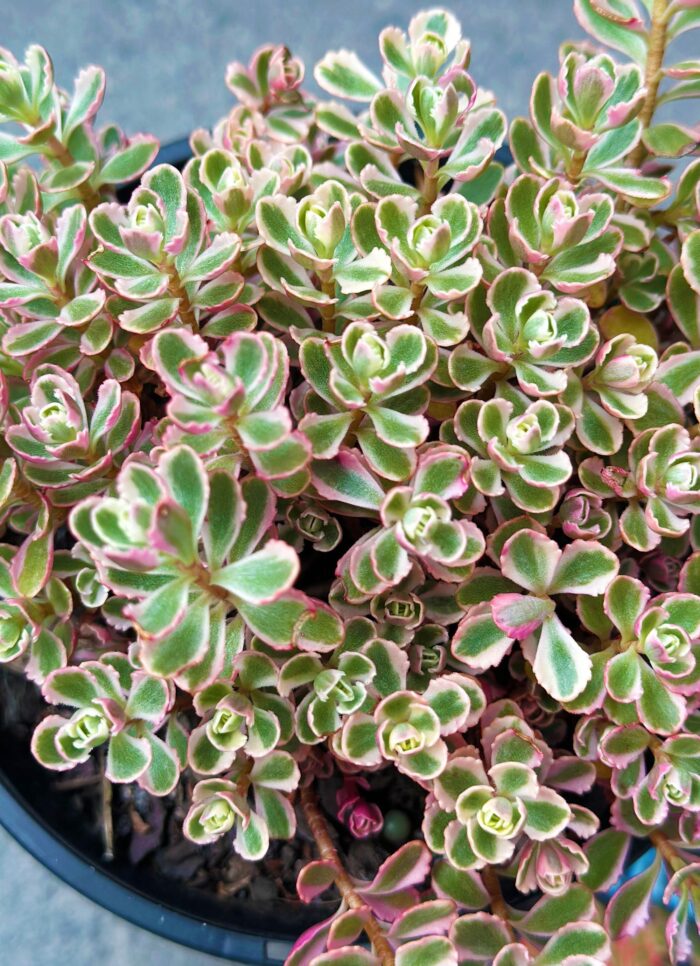 Cutting – Sedum Spurium Variegata