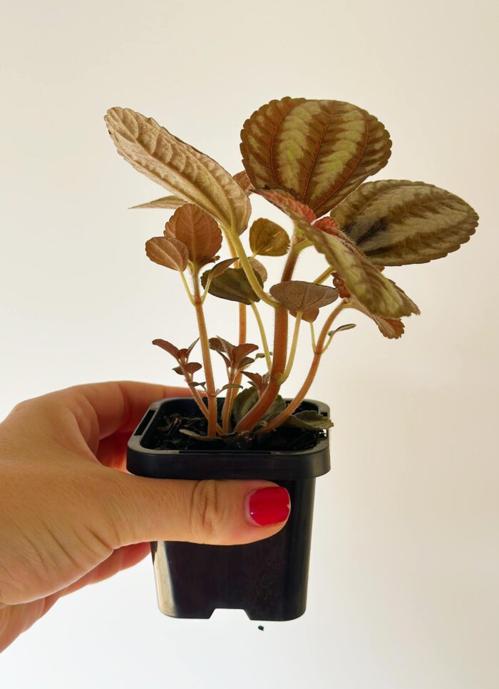 Pilea Spruceana 'Norfolk' – Potted Plant - Image 2
