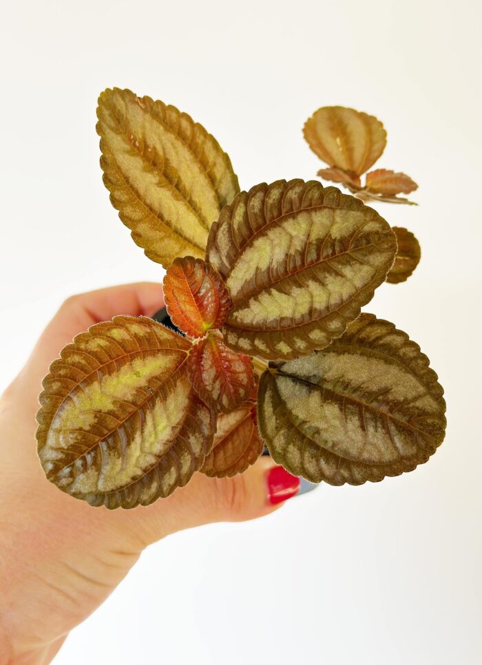 Pilea Spruceana 'Norfolk' – Potted Plant - Image 3