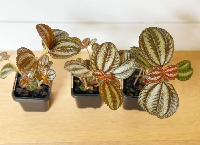 Pilea Spruceana 'Norfolk' – Potted Plant - Image 4