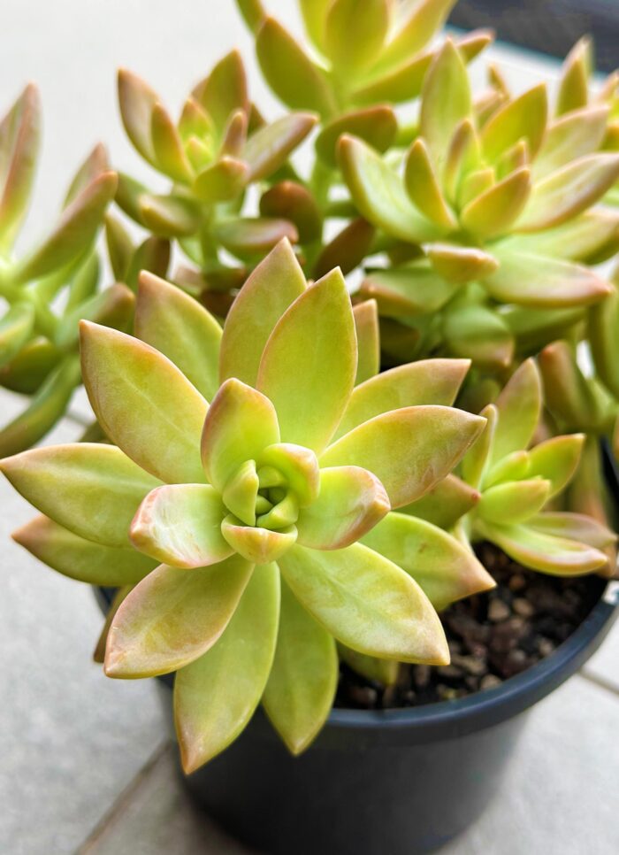 Cutting – Sedeveria 'Pats Pink'